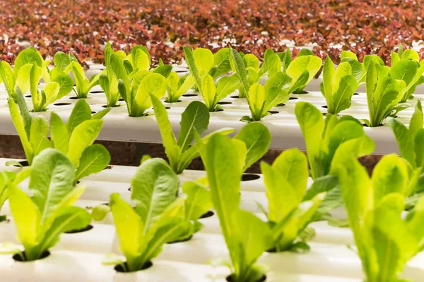 Hydroponic Green Red Oak Lettuce Growing Organic Farm — Stock Photo, Image