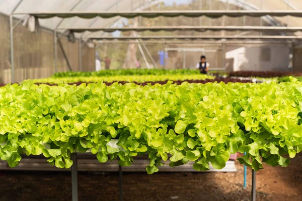 Closeup Fresh Green Oak Lettuce Organic Farm — Stock Photo, Image