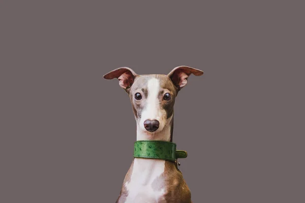 Retrato Perro Galgo Mascota Mirando Cámara Aislado Sobre Fondo Gris —  Fotos de Stock