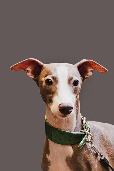 Retrato Perro Galgo Mascota Mirando Cámara Aislado Sobre Fondo Gris —  Fotos de Stock