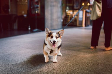 Genç Galli Corgi köpeğinin tasmalı portresi.