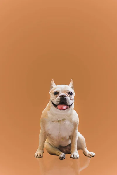 Feliz Bulldog Francés Aislado Sobre Fondo Naranja —  Fotos de Stock