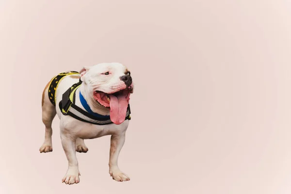 Abrigo Brindle American Bulldog Perro Aislado Sobre Fondo Rosa —  Fotos de Stock