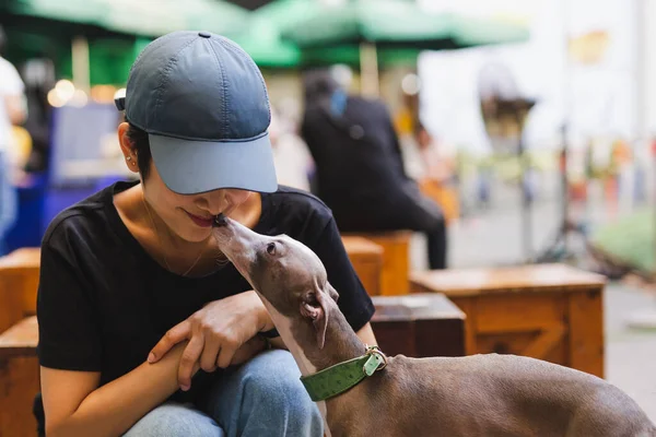 Greyhound Dog Kissing Beautiful Woman Owner Outdoors Stock Picture