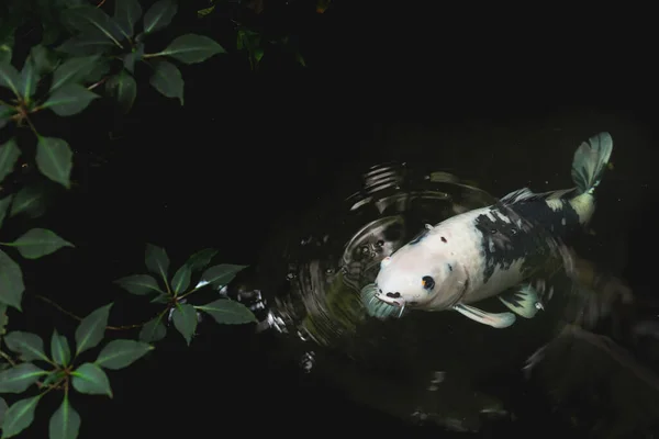 Close White Japanese Koi Fish Pond Garden — Stock Photo, Image