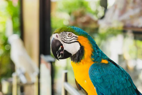 Sydamerikansk Ara Papegoja Sitter Utomhus Nära Håll — Stockfoto