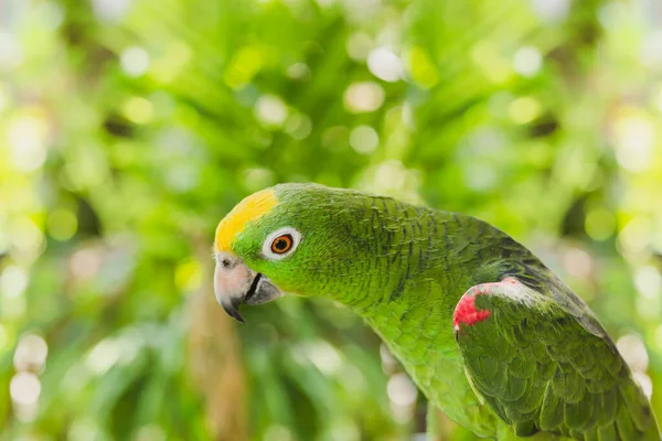 Зелений Колір Папуга Ара Макаве Природі — стокове фото