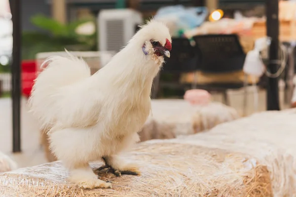 Белый Шелковистый Цыпленок Стоящий Сене Саду — стоковое фото