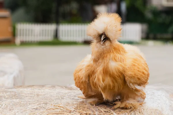 Brown Silky Chicken Steht Auf Einem Heu — Stockfoto