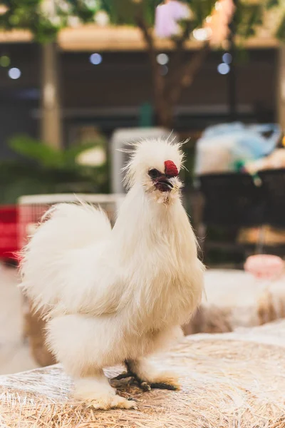 Белый Шелковистый Цыпленок Стоящий Сене Саду — стоковое фото