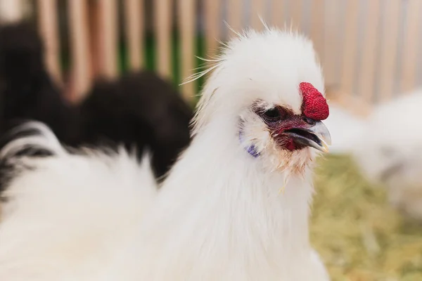Ein Porträt Von Seidenhühnern Freien Garten — Stockfoto