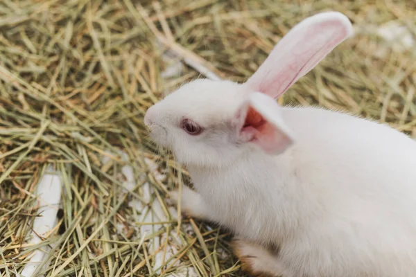 Weißes Kaninchen Frisst Stroh Käfig Einem Koffer — Stockfoto