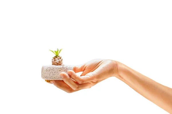 Woman Holding Small Cactus White Background — Stock Photo, Image
