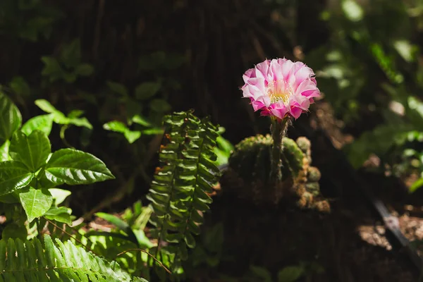 Hijau Mammillaria Kaktus Dengan Bunga Merah Muda Hitam Tanah — Stok Foto