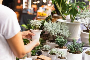 Kadın bahçıvan açık hava dükkanında seramik bir kapta çapraz sosislium bonsai.