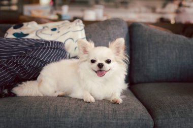 Beyaz chihuahua köpeği evdeki kanepede otururken mutlu bir gülümseme.