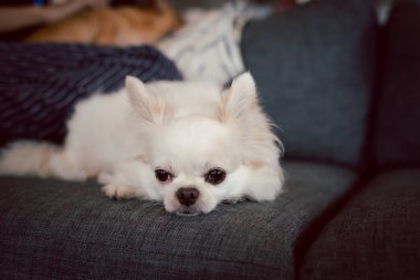 Beyaz chihuahua köpeği evdeki kanepede otururken mutlu bir gülümseme.