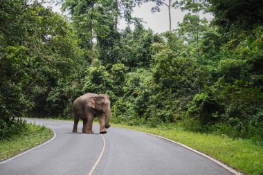 Ulusal Park boyunca yürüyen bir grup vahşi fil.