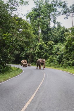 Ulusal Park boyunca yürüyen bir grup vahşi fil.