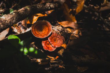 Top view of brown turkey tail mushroom on a forest ground clipart