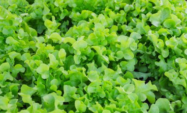 Hidrofonik organik sebzelerde taze marul yetişiyor.