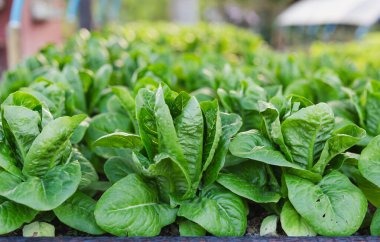 Bahçede yetişen organik hidrofonik sebze.