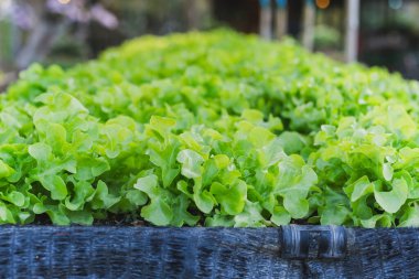 Hidrofonik organik sebzelerde taze marul yetişiyor.