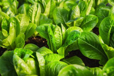 Taze yeşil çünkü marullar hidrofonik çiftlikte yetişiyor.