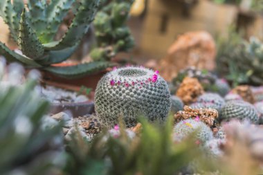 Bahçede açan yumuşak odaklı mammillaria kaktüsü.