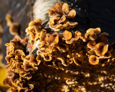 Eski ağaç gövdesinden büyüyen sarı mantar / liken (stereum hirsutum)