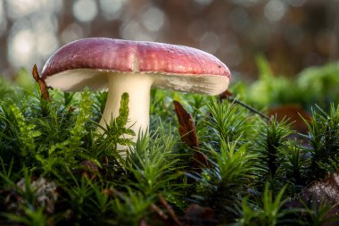 Yosunlu orman zemininde pembe ve beyaz mantar (Russula xerampelina)