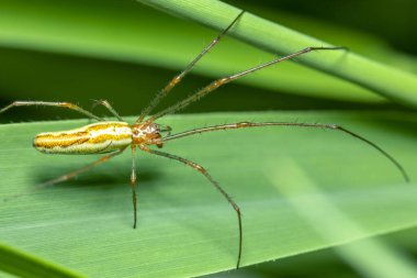Gergin örümcek (cinsiyet Tetragnatha) bacaklarını yaprağa yayar.
