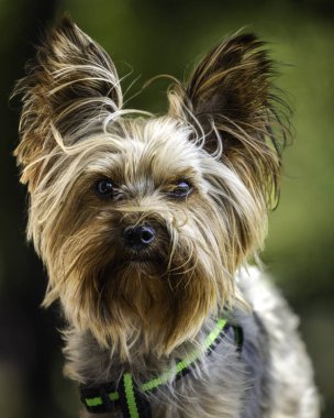 Erkek Yorkshire 'lı küçük köpek portresi