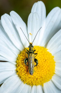 Sarı, kalın bacaklı çiçek böceği makro fotoğrafçılığı kapat.