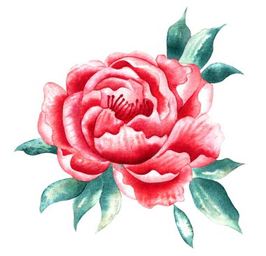 Watercolor tropical flower, isolated, white background, red rose and green leaves