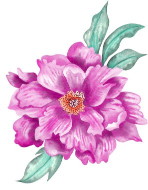 Watercolor tropical flower, isolated, white background, purple rose and green leaves