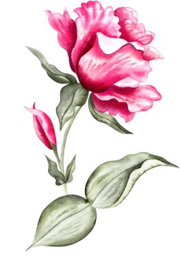 Watercolor tropical flower, isolated, white background, red rose and green leaves