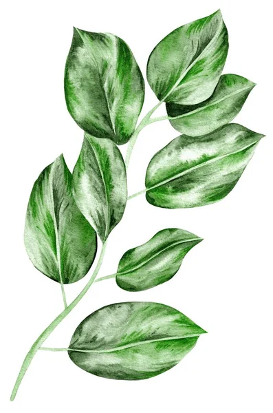 Akvarel Opustit Izolované Zelený Tropický Prvek Bílé Pozadí — Stock fotografie