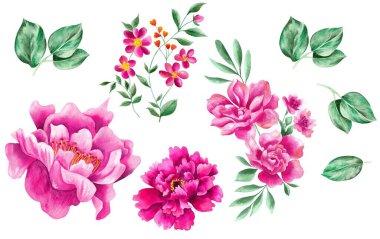 Suluboya çiçekler ve yapraklar, izole edilmiş.