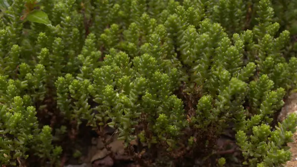 Yakın çekim ıslak sulu bitki