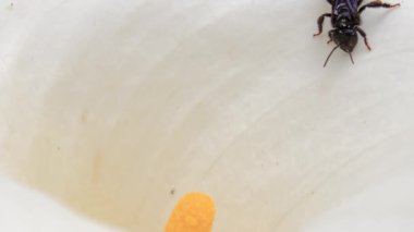 Delphastus pallidus, polen toplayan zambak çiçeğine yaklaş.