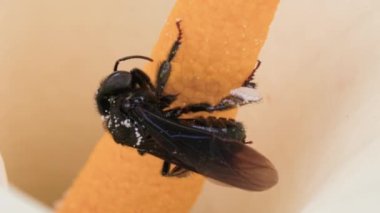 Delphastus pallidus, polen toplayan zambak çiçeğine yaklaş.