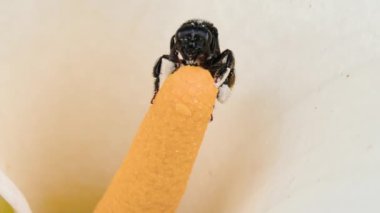 Delphastus pallidus, polen toplayan zambak çiçeğine yaklaş.