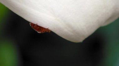 Delphastus pallidus, polen toplayan zambak çiçeğine yaklaş.