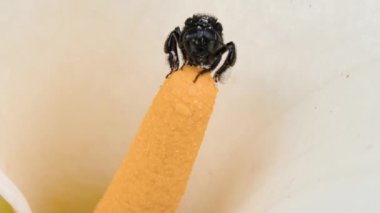 Delphastus pallidus, polen toplayan zambak çiçeğine yaklaş.