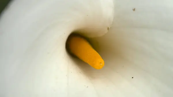 Beyaz Zantedeschia aethiopica Nilüfer 'i arıyor