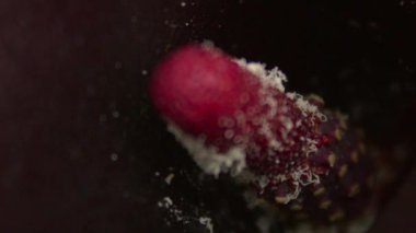 Delphastus pallidus, polen toplayan zambak çiçeğine yaklaş.