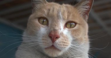 Pis atölye kedisi yakından bakıyor.