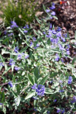 Karyopteris bitkisi. Mavi Sakallı Kara Şövalye. Bahçede mavi çiçekli.