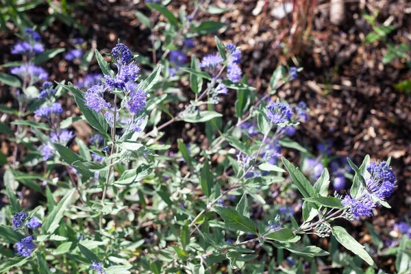 Lágyszárú Növények Caryopteris Sötét Lovag Nevű Kékszakállú Cserje Kék Virágokkal — Stock Fotó